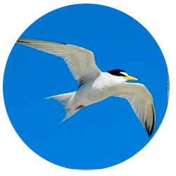 Orange County Terns